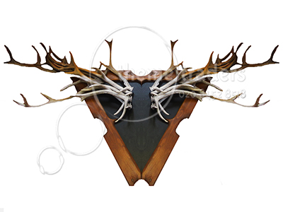Wall Antlers Props, Prop Hire