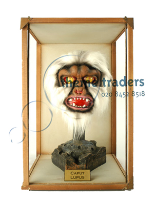 Werewolf Head in Display Cases Props, Prop Hire