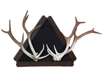 Antlers Trophy Display Props, Prop Hire