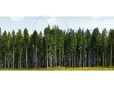 Forest Backdrop Props, Prop Hire