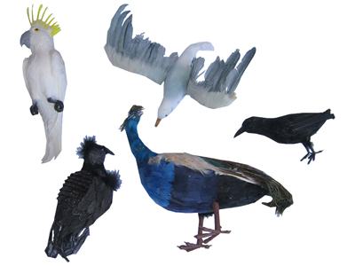 Assorted Birds Props, Prop Hire