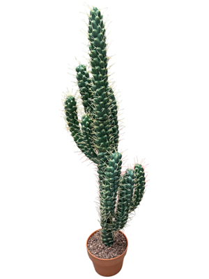 Large Cactus in Pots Props, Prop Hire
