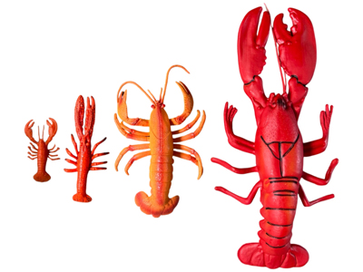 Replica Realistic Lobsters and Crayfish Props, Prop Hire