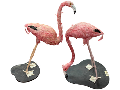 Pink Feathered Flamingos (bit scrawny but realistic!) Props, Prop Hire