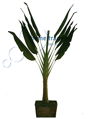 New Zealand Palm Trees Props, Prop Hire