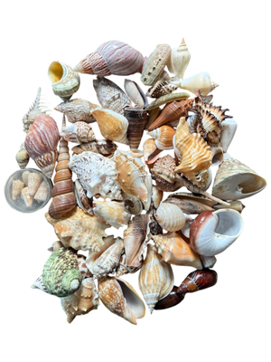 Collection of Shells (all varieties) Props, Prop Hire
