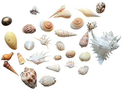 Shells Medium (all varieties) Props, Prop Hire