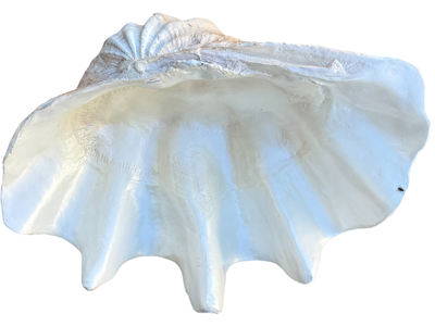 65 Centimetre Realistic Clam Shells Props, Prop Hire