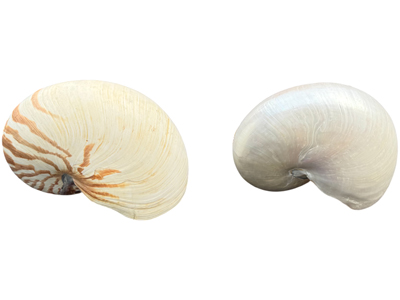 Large Pearl Nautilus Shells Props, Prop Hire