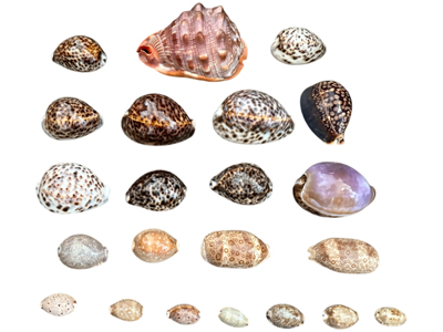 Exotic All Size Tropical Shells Props, Prop Hire