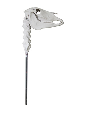 Horse Head Skull Props, Prop Hire