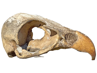 1.7 Metre Prehistoric Dinosaur Bird Skull Props, Prop Hire