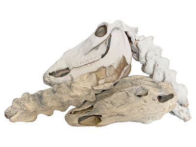 Dinosaur Bones Props, Prop Hire