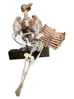 Animal Bones and Skeletons Props, Prop Hire