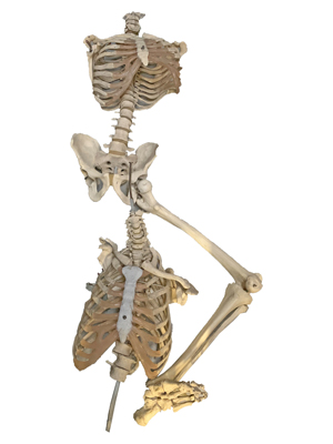 Coffin Skeletons Props, Prop Hire