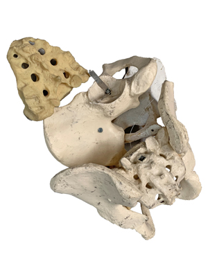Pelvic Bones and Sternum Props, Prop Hire