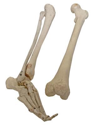 Leg and Feet Bones Props, Prop Hire