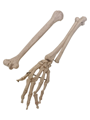 Arm Bones Props, Prop Hire