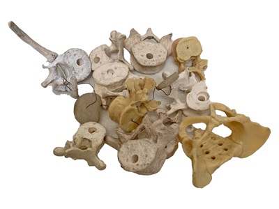 Vertebrae Bones Props, Prop Hire