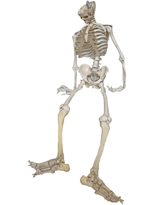 Anatomical Skeletons Props, Prop Hire