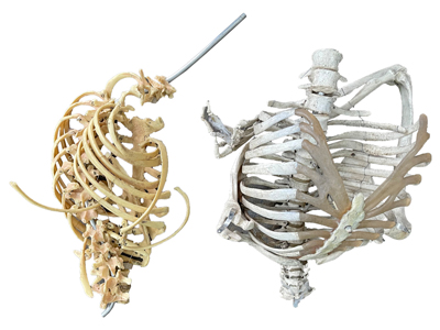 Skeleton Rib Cages Props, Prop Hire