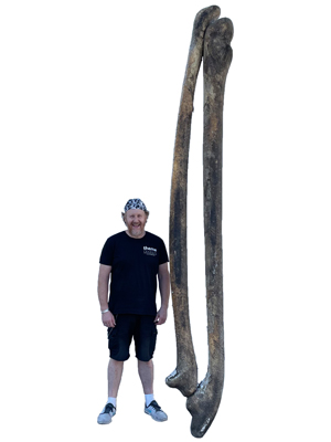 3 Metre Double Dinosaur Prehistoric Bones Props, Prop Hire