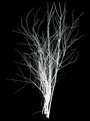 White Glitter Twigs Props, Prop Hire