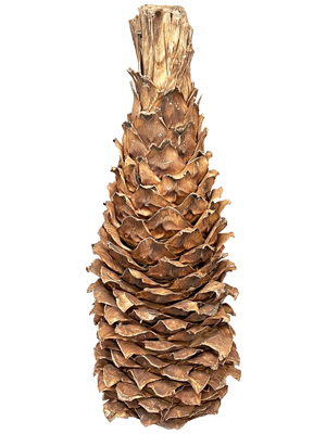 1 Metre Palm Tree Stumps Props, Prop Hire