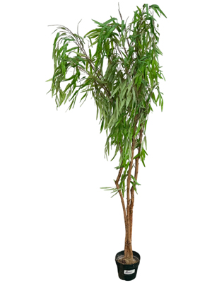 Willow Trees in Pots Props, Prop Hire