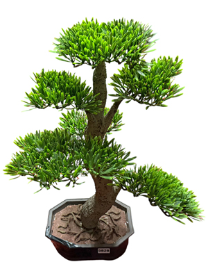 Bonsai Trees House Plants Props, Prop Hire