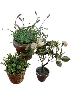 House Plants Variety (priced per item) Props, Prop Hire