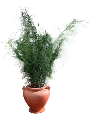 1.8 Metre Bushy Palms in Pots Props, Prop Hire