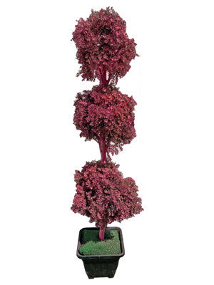 Pink Topiary Trees Props, Prop Hire
