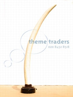 Elephant Tusks Props, Prop Hire